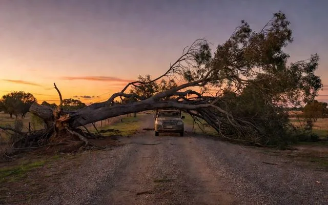 A fallen tree blocking a rural driveway