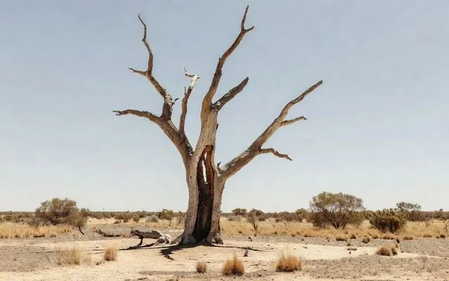 A dead river red gum with cracked limbs